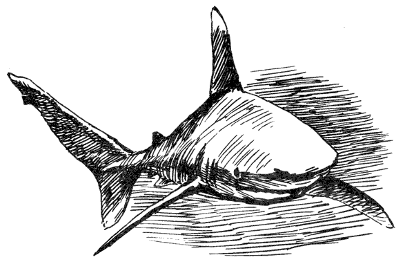 Акулы-людоеды - i_005.png