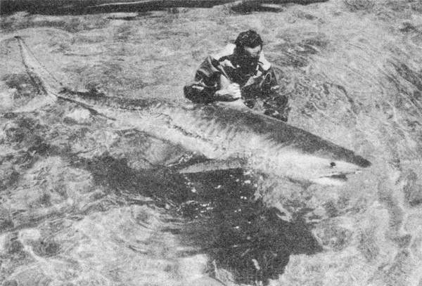 Акулы-людоеды - i_006.jpg