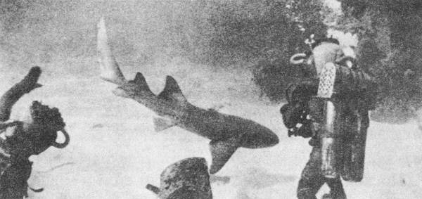 Акулы-людоеды - i_008.jpg