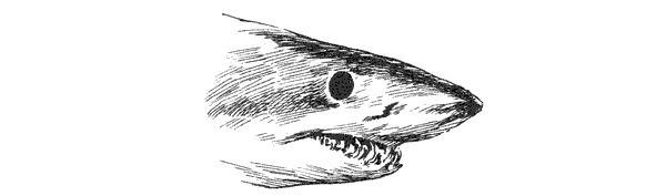 Акулы-людоеды - i_009.png