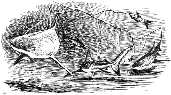 Акулы-людоеды - i_010.png