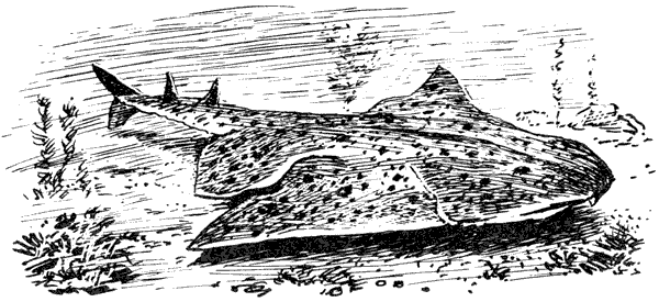 Акулы-людоеды - i_015.png