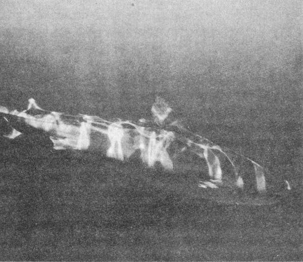 Акулы-людоеды - i_020.jpg