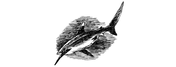 Акулы-людоеды - i_024.png