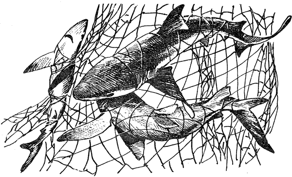 Акулы-людоеды - i_027.png