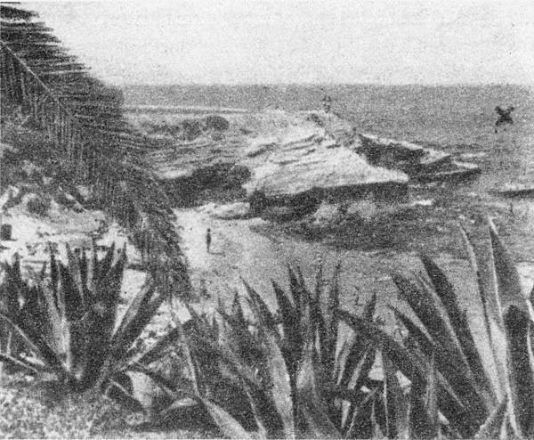 Акулы-людоеды - i_028.jpg