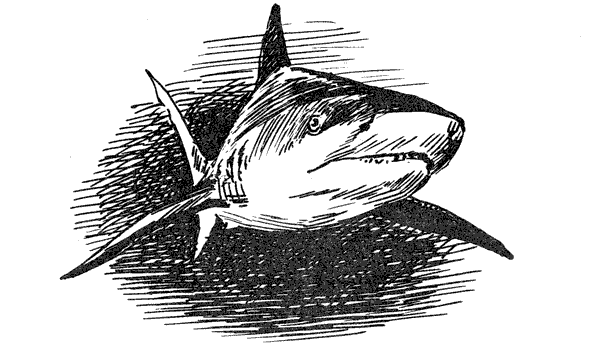 Акулы-людоеды - i_029.png