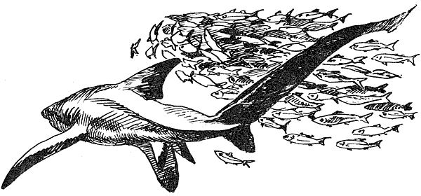 Акулы-людоеды - i_030.png