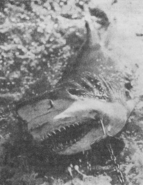 Акулы-людоеды - i_031.jpg