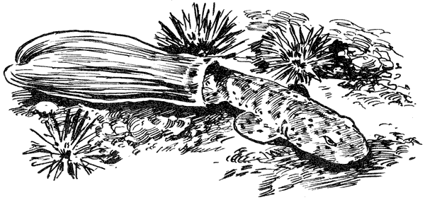 Акулы-людоеды - i_032.png