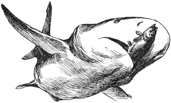 Акулы-людоеды - i_033.png