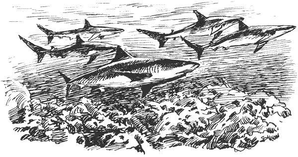 Акулы-людоеды - i_034.png