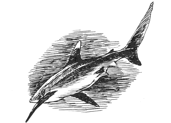 Акулы-людоеды - i_035.png