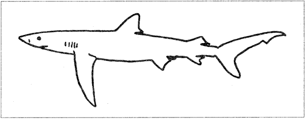 Акулы-людоеды - i_040.png