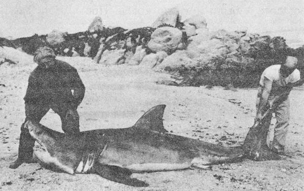 Акулы-людоеды - i_045.jpg