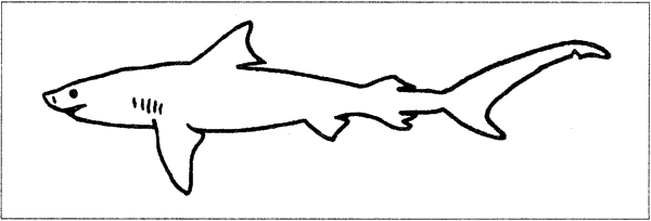 Акулы-людоеды - i_047.png