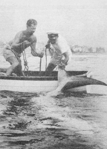 Акулы-людоеды - i_048.jpg