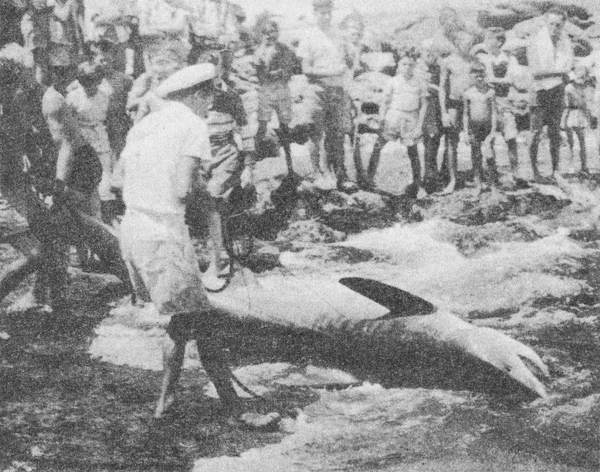 Акулы-людоеды - i_049.jpg