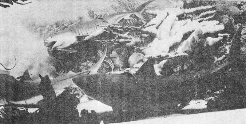 Акулы-людоеды - i_050.jpg