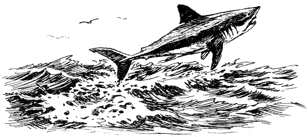 Акулы-людоеды - i_051.png