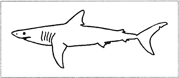 Акулы-людоеды - i_052.png