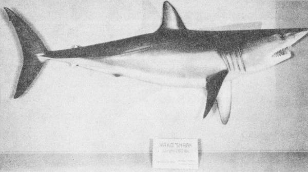 Акулы-людоеды - i_053.jpg