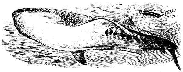 Акулы-людоеды - i_054.png