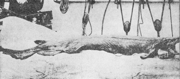 Акулы-людоеды - i_055.jpg