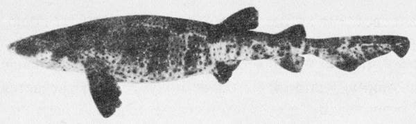 Акулы-людоеды - i_056.jpg