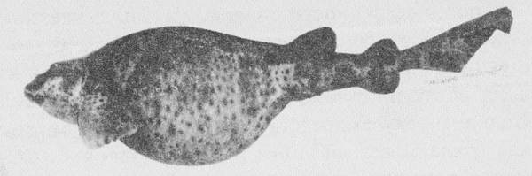 Акулы-людоеды - i_057.jpg