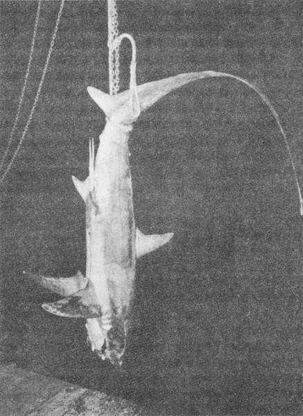 Акулы-людоеды - i_058.jpg