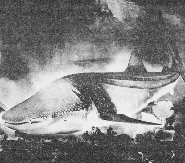 Акулы-людоеды - i_059.jpg