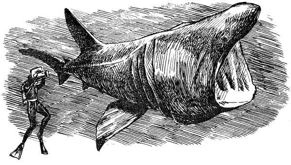 Акулы-людоеды - i_060.png