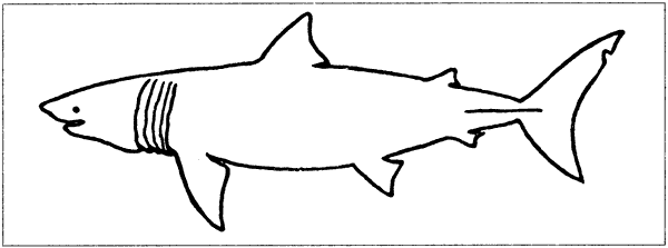 Акулы-людоеды - i_061.png