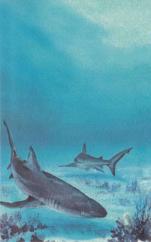 Акулы-людоеды - i_064.jpg