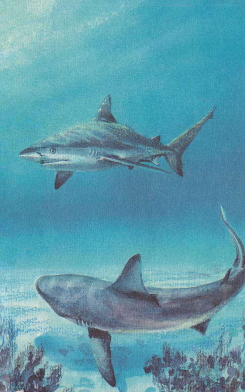 Акулы-людоеды - i_065.jpg