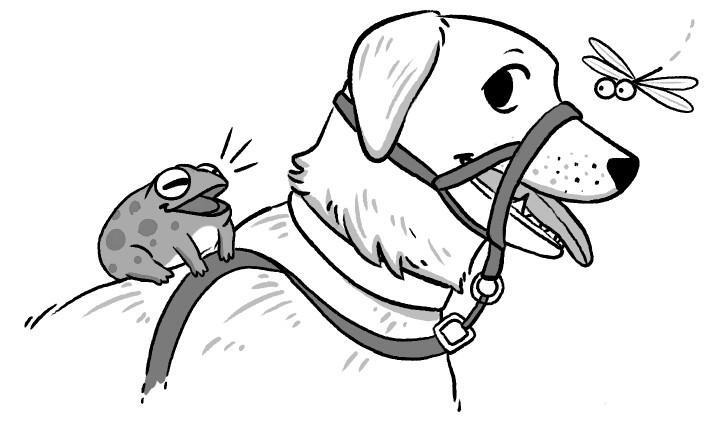 Не тяни! Как научить собаку гулять на провисшем поводке - i_005.jpg