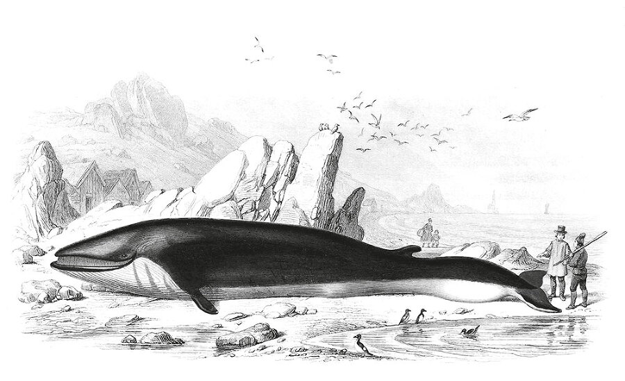 12 животных в мировом искусстве - i_003.jpg