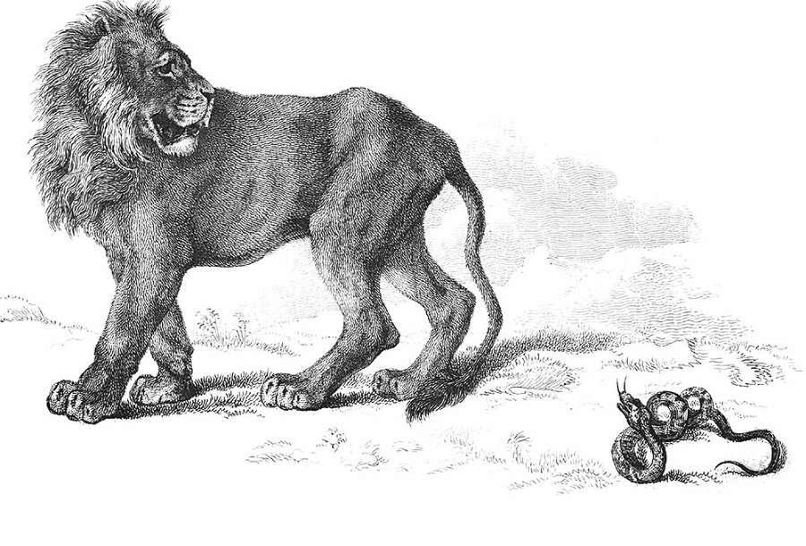 12 животных в мировом искусстве - i_005.jpg