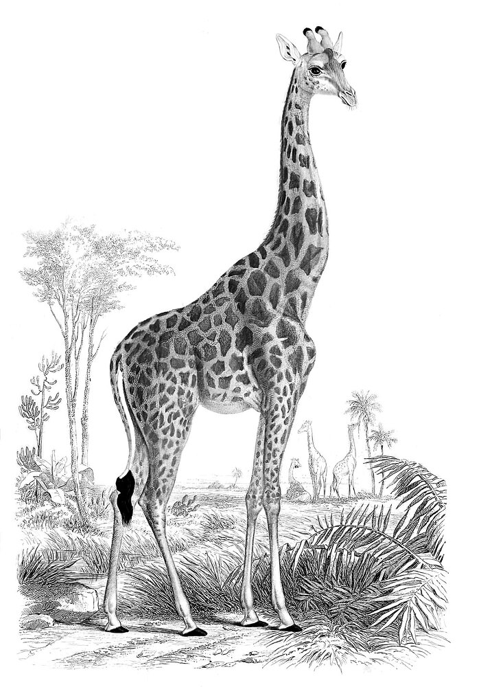 12 животных в мировом искусстве - i_011.jpg