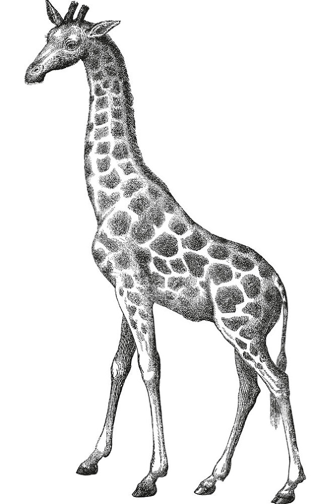 12 животных в мировом искусстве - i_012.jpg