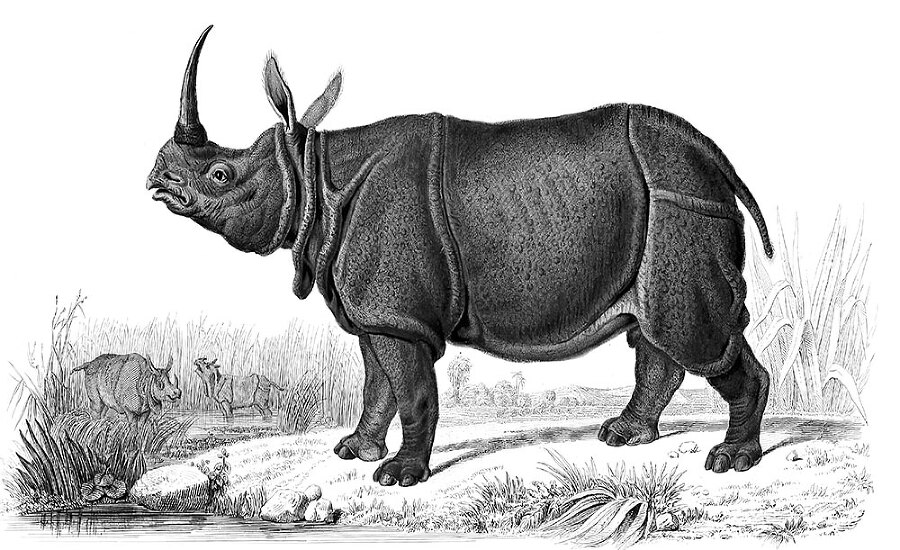 12 животных в мировом искусстве - i_018.jpg