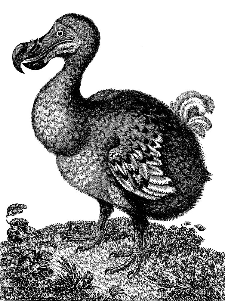 12 животных в мировом искусстве - i_022.jpg