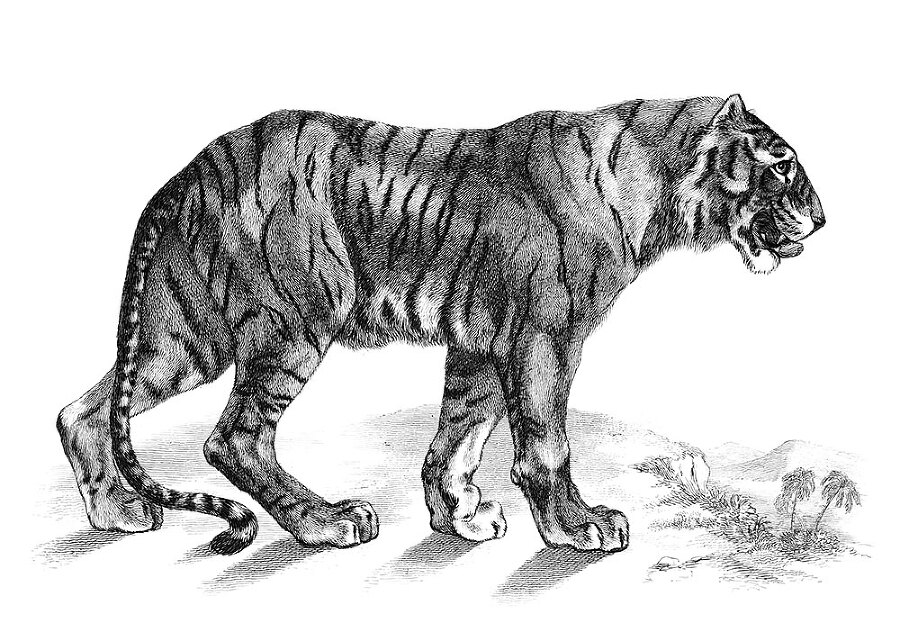 12 животных в мировом искусстве - i_028.jpg