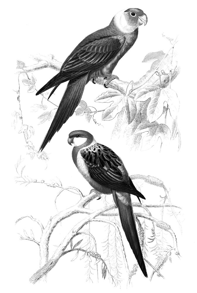 12 животных в мировом искусстве - i_031.jpg