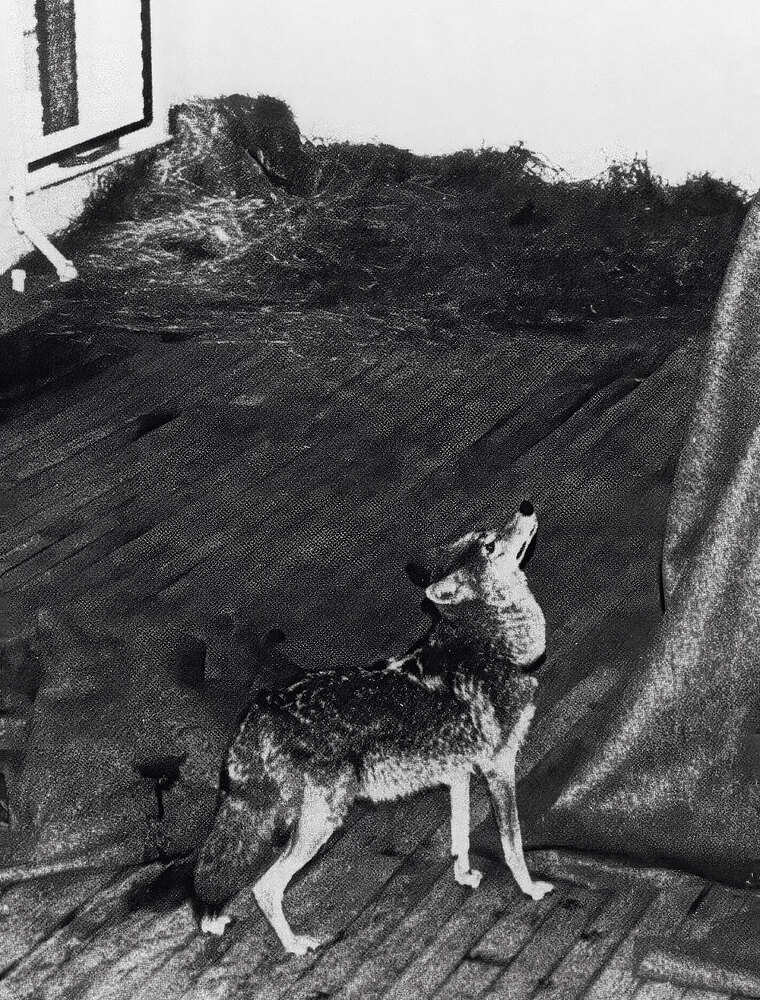 12 животных в мировом искусстве - i_033.jpg