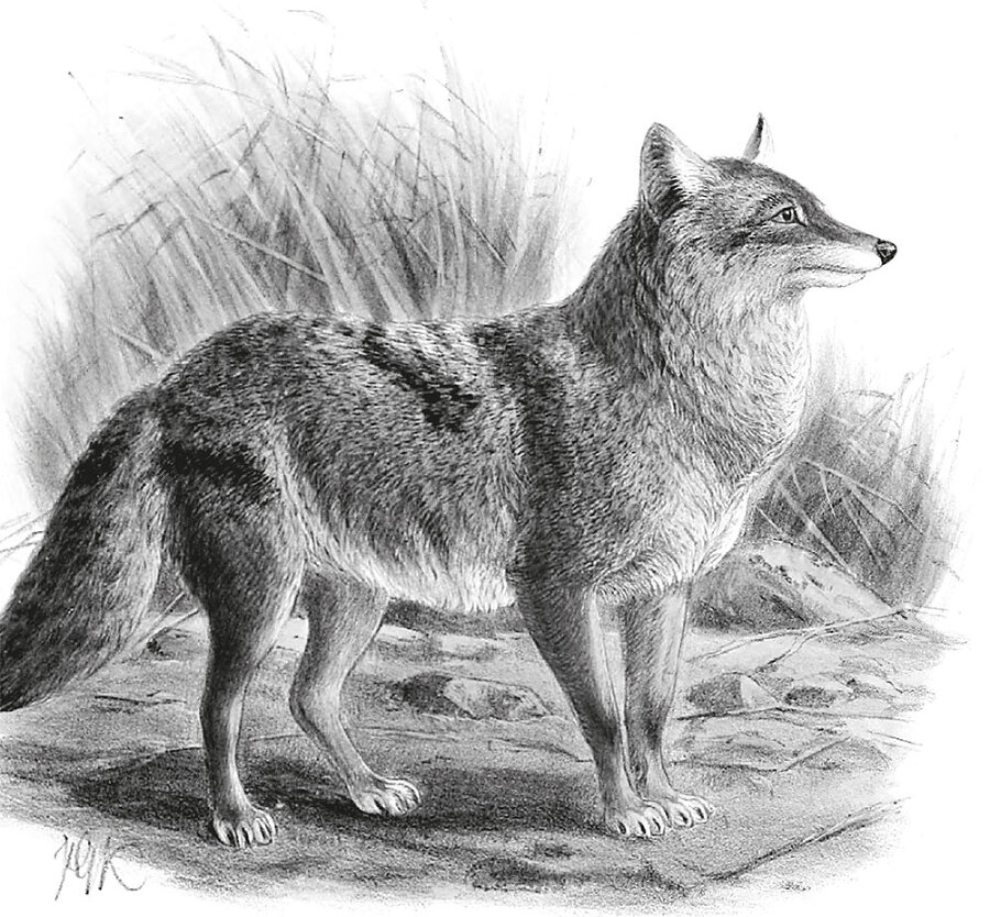 12 животных в мировом искусстве - i_037.jpg