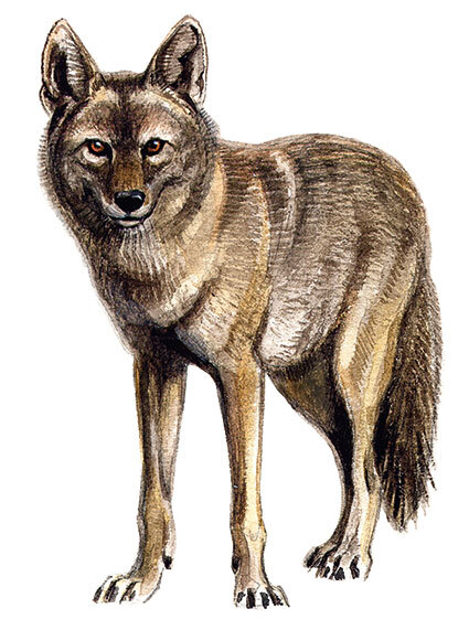 12 животных в мировом искусстве - i_038.jpg