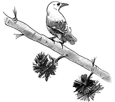 Разрушители. Грибки и грядущая пандемия - i_007.jpg