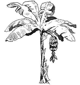 Разрушители. Грибки и грядущая пандемия - i_010.jpg